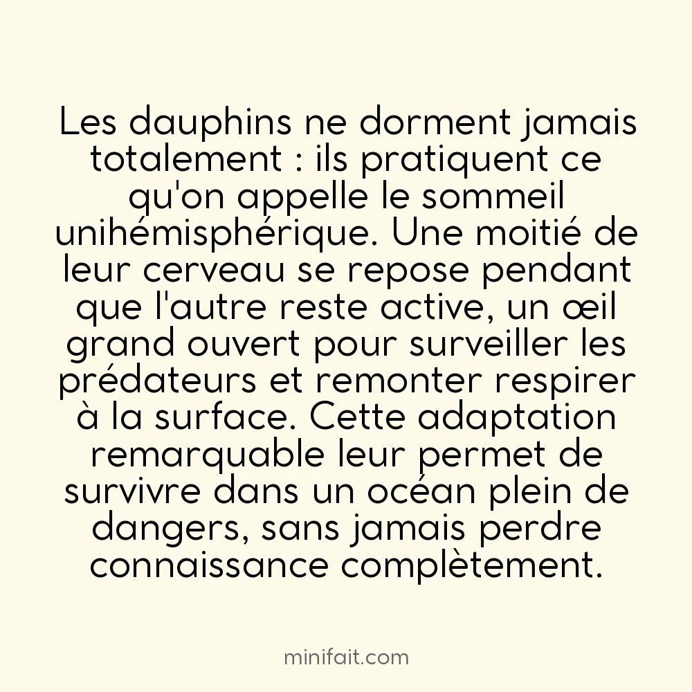 Les dauphins dorment avec un œil ouvert