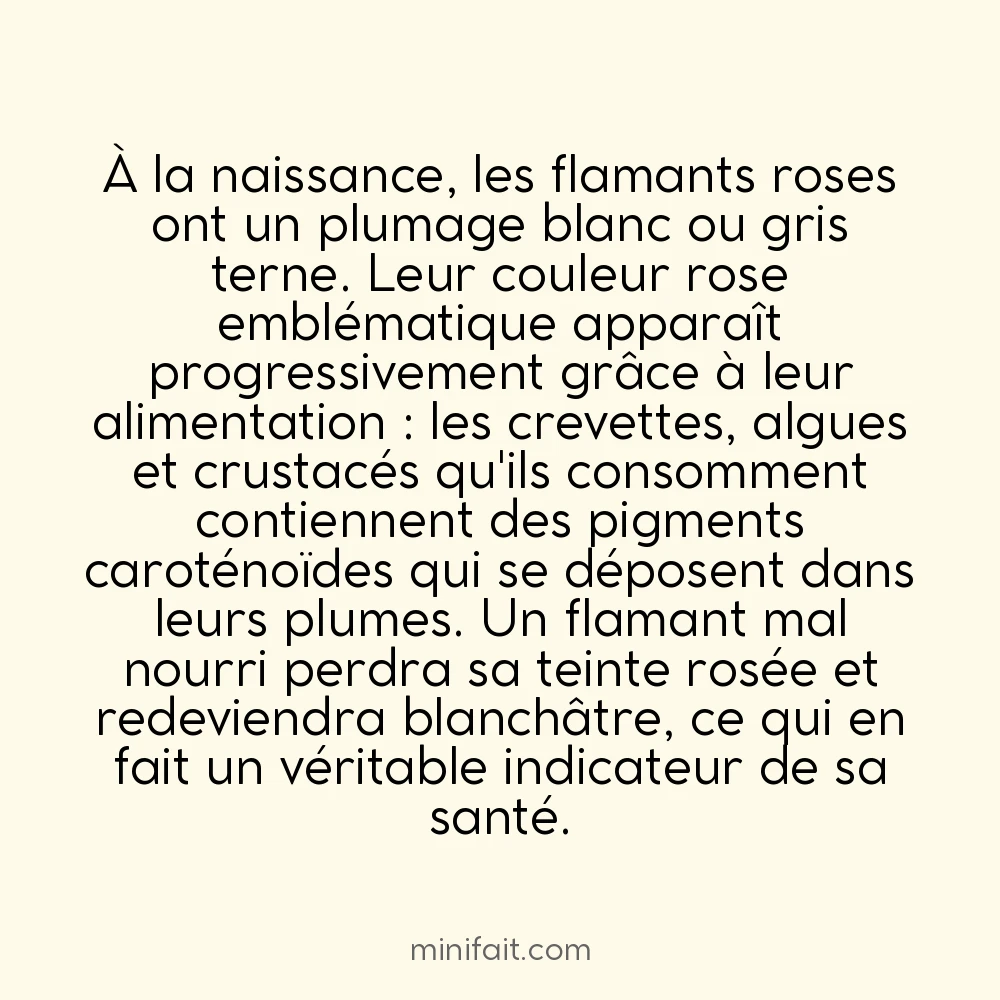 Les flamants roses ne sont pas roses à la naissance