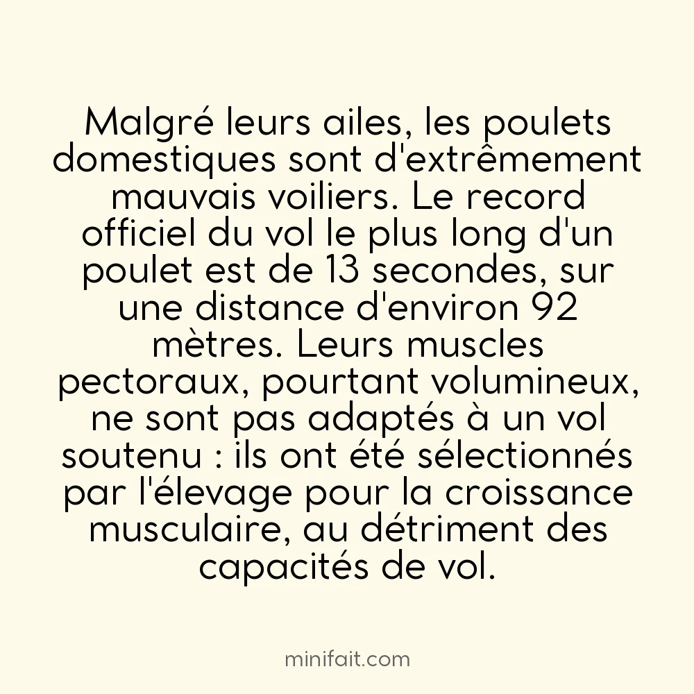Le plus long vol d&rsquo;un poulet a duré 13 secondes