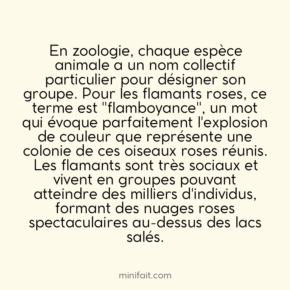 Un groupe de flamants roses s&rsquo;appelle une flamboyance