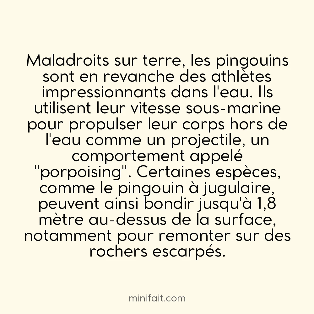 Les pingouins peuvent sauter jusqu&rsquo;à 1,8 mètres de haut