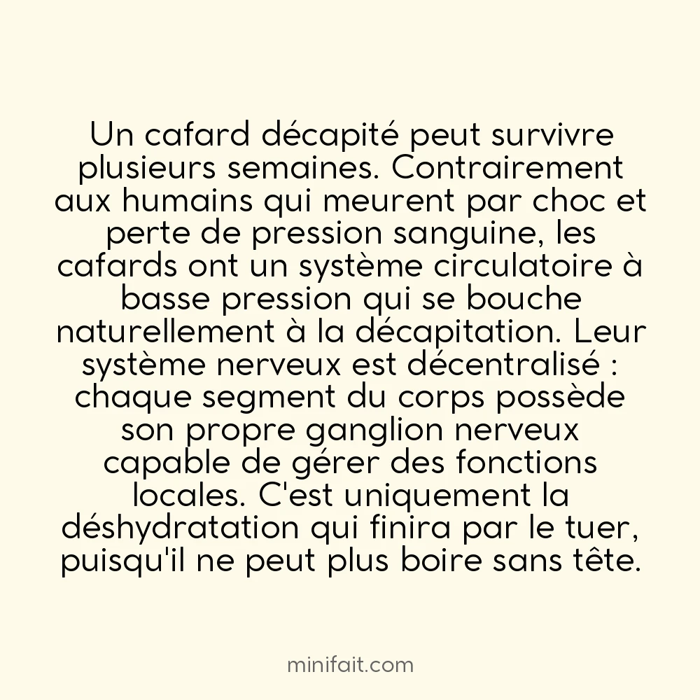 Les cafards peuvent vivre une semaine sans tête