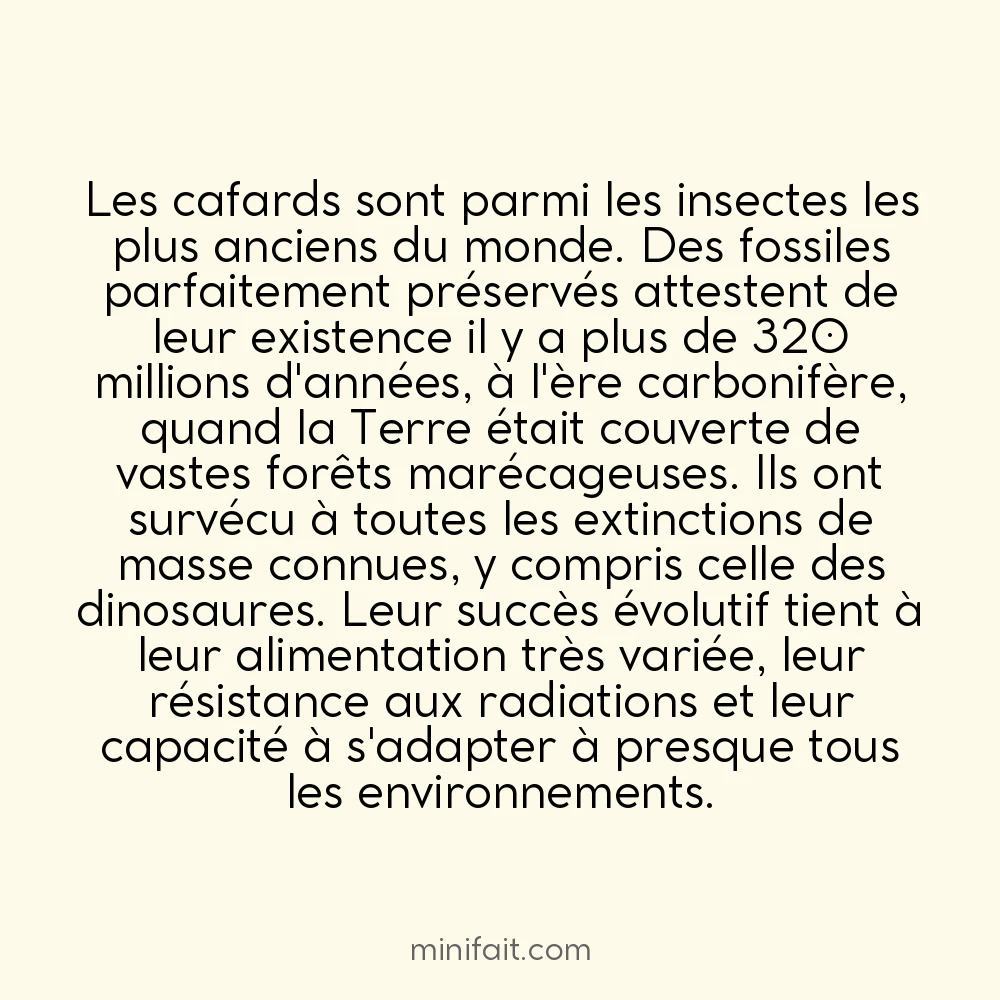 Les cafards existent depuis 320 millions d&rsquo;années