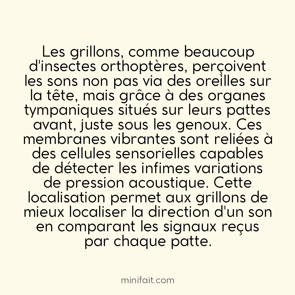 Les grillons ont leurs oreilles sur les pattes