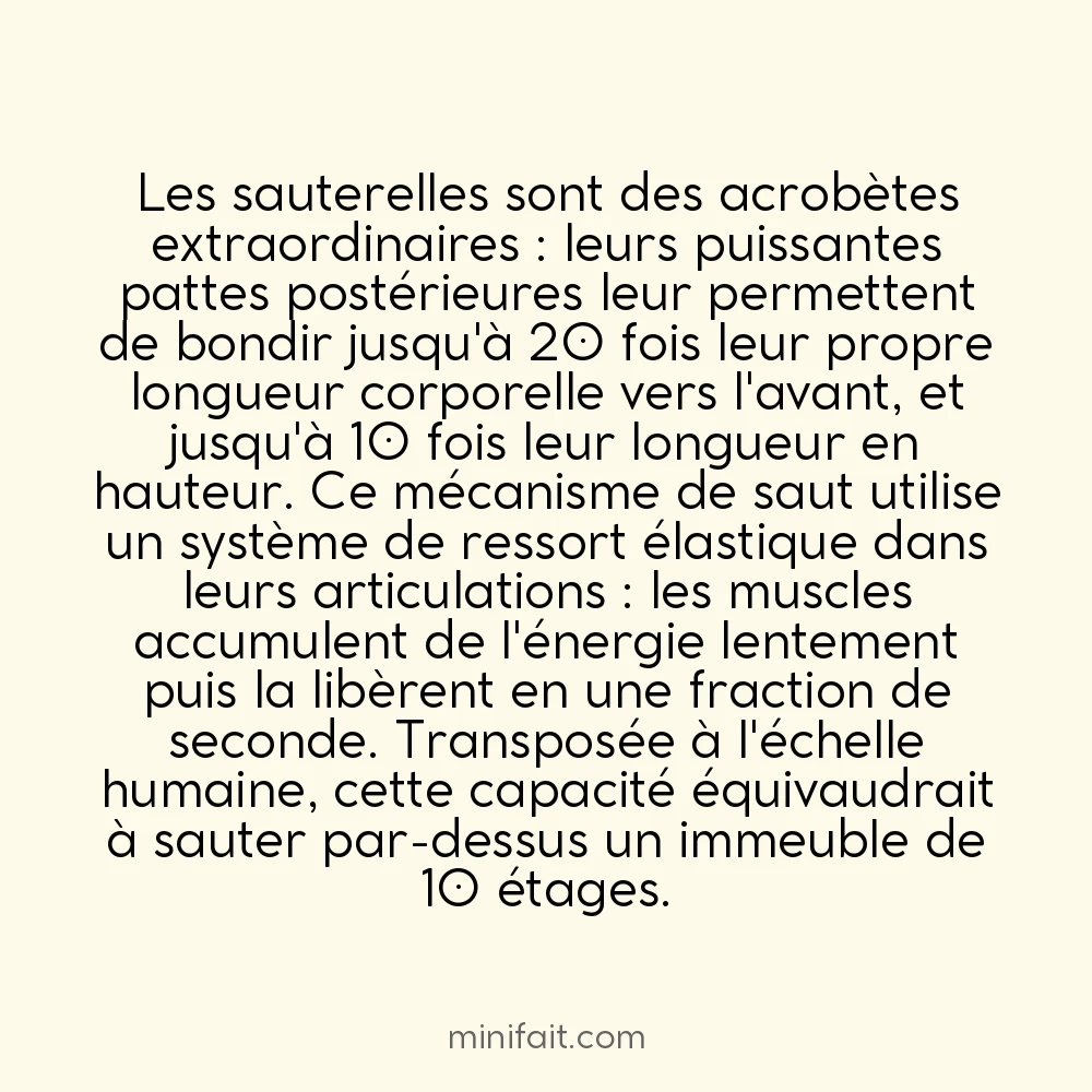 Les sauterelles peuvent sauter 20 fois leur longueur