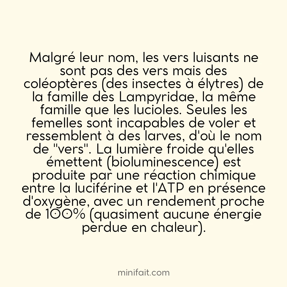 Les vers luisants sont en fait des coléoptères
