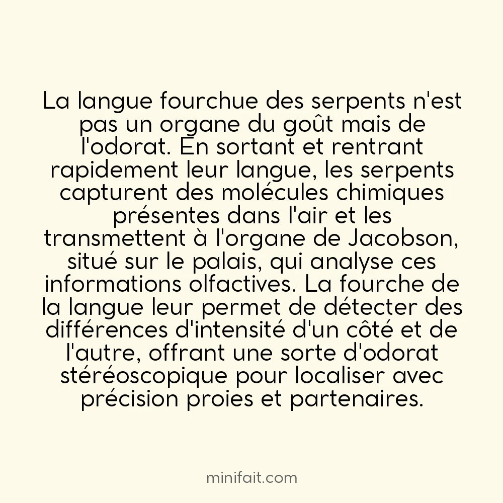 Les serpents sentent avec leur langue