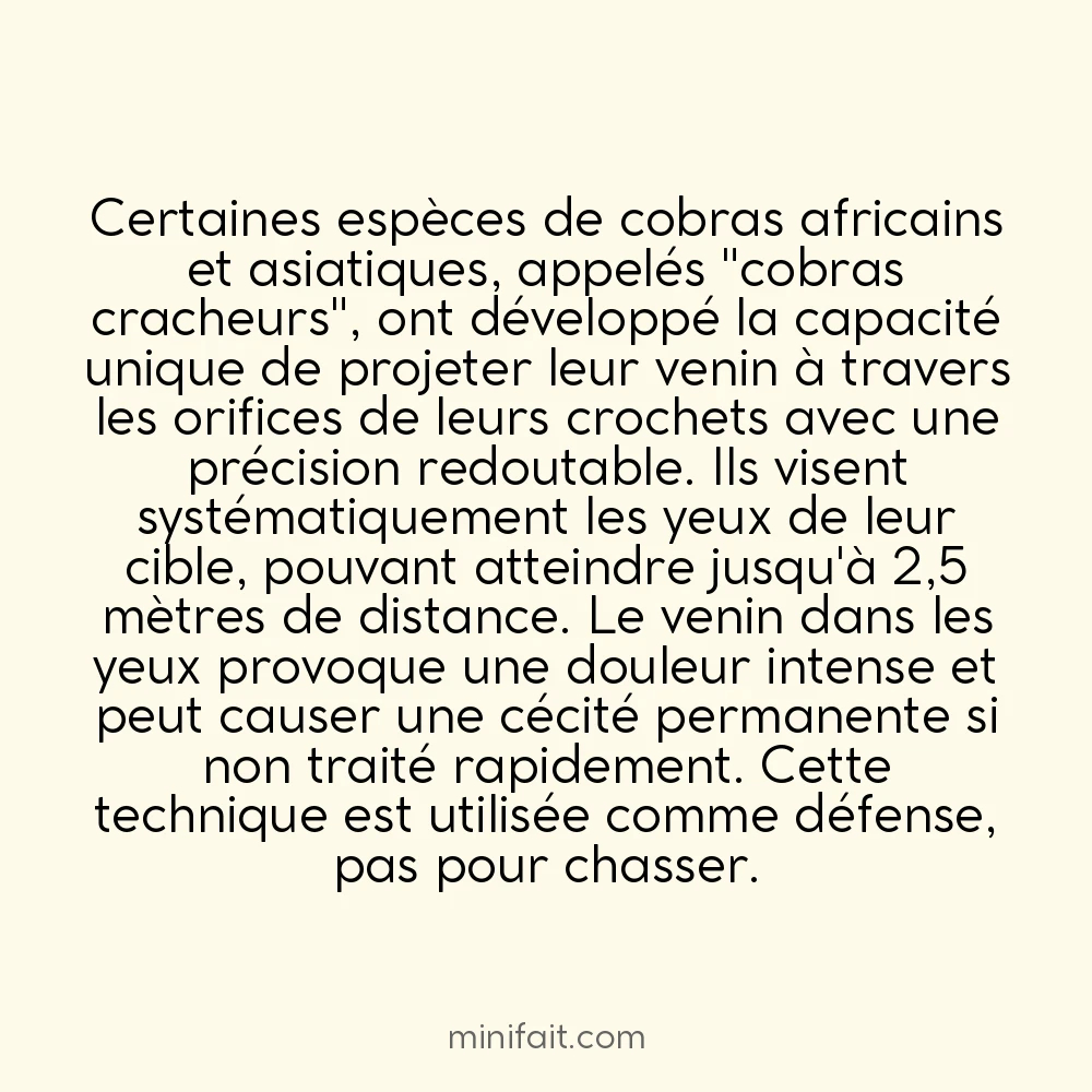 Les cobras peuvent cracher leur venin à 2 mètres