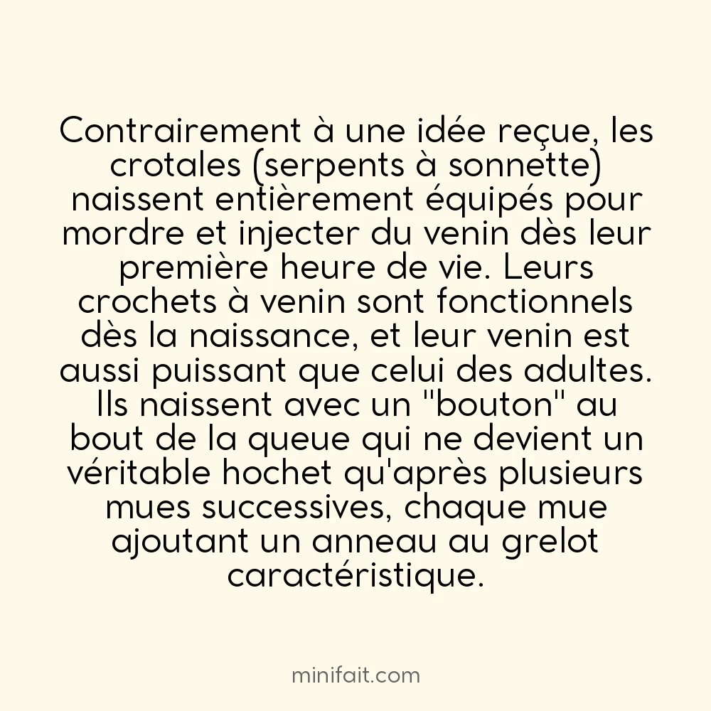 Les crotales naissent avec leurs crochets venimeux