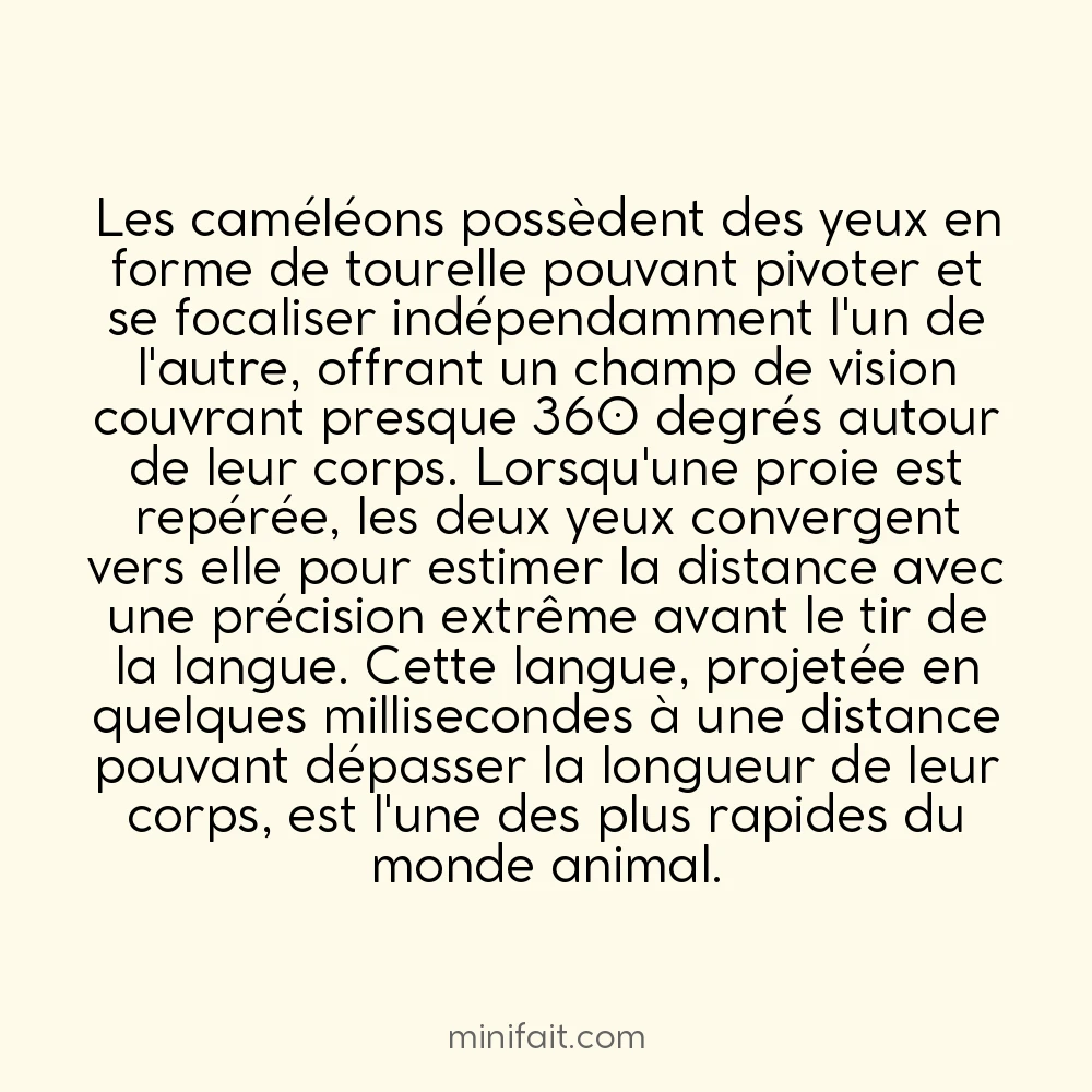 Les caméléons peuvent bouger leurs yeux indépendamment