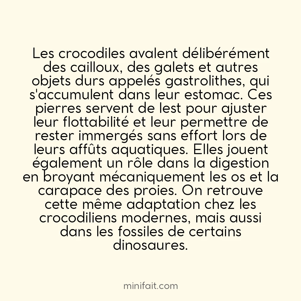 Les crocodiles avalent des pierres pour mieux plonger