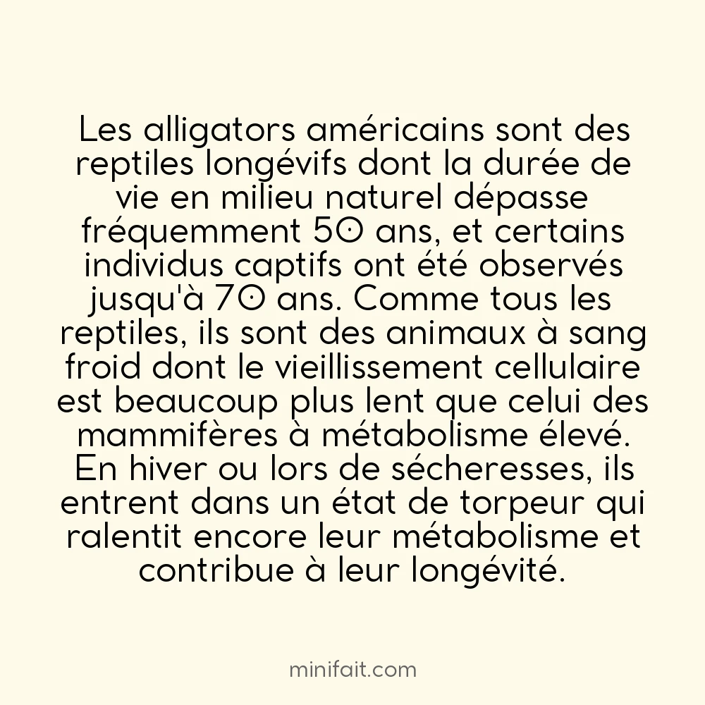 Les alligators peuvent vivre 50 ans