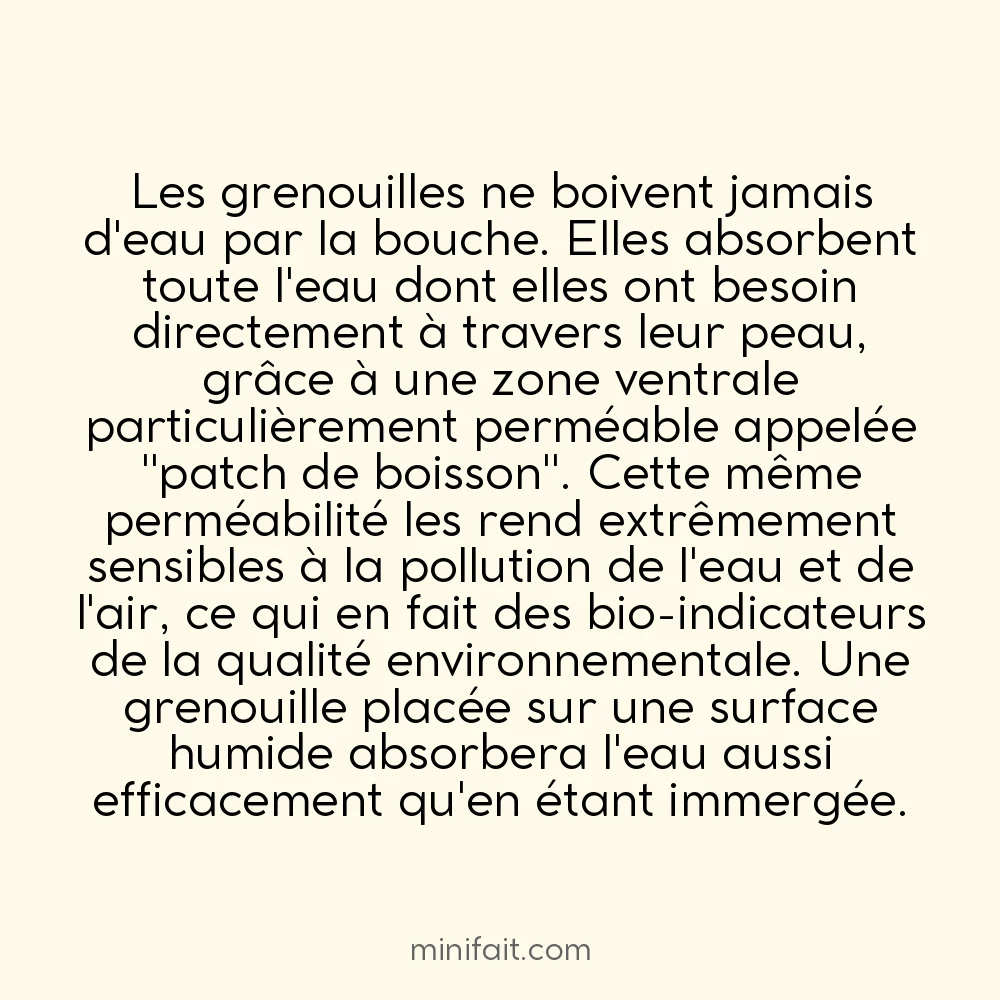 Les grenouilles boivent par la peau