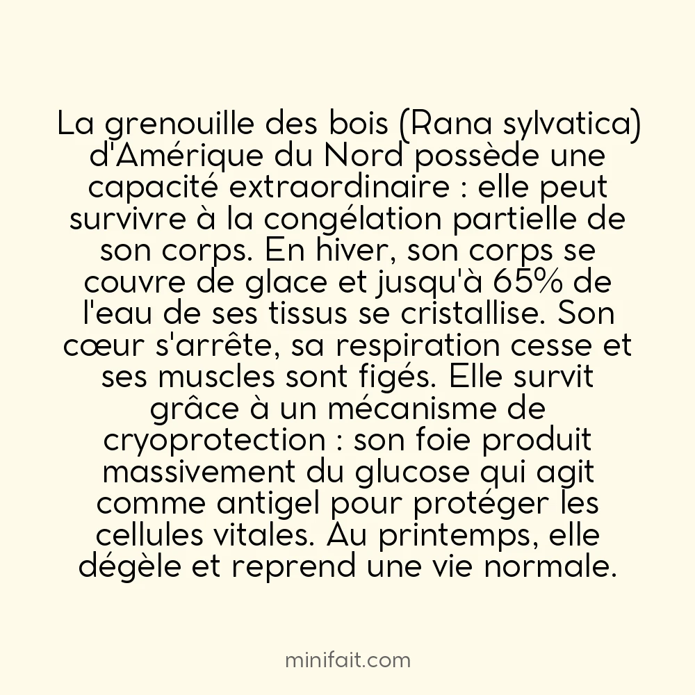 Certaines grenouilles peuvent geler et survivre