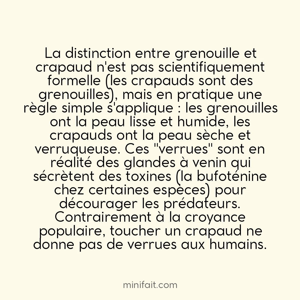 Les crapauds ont la peau verruqueuse, pas les grenouilles