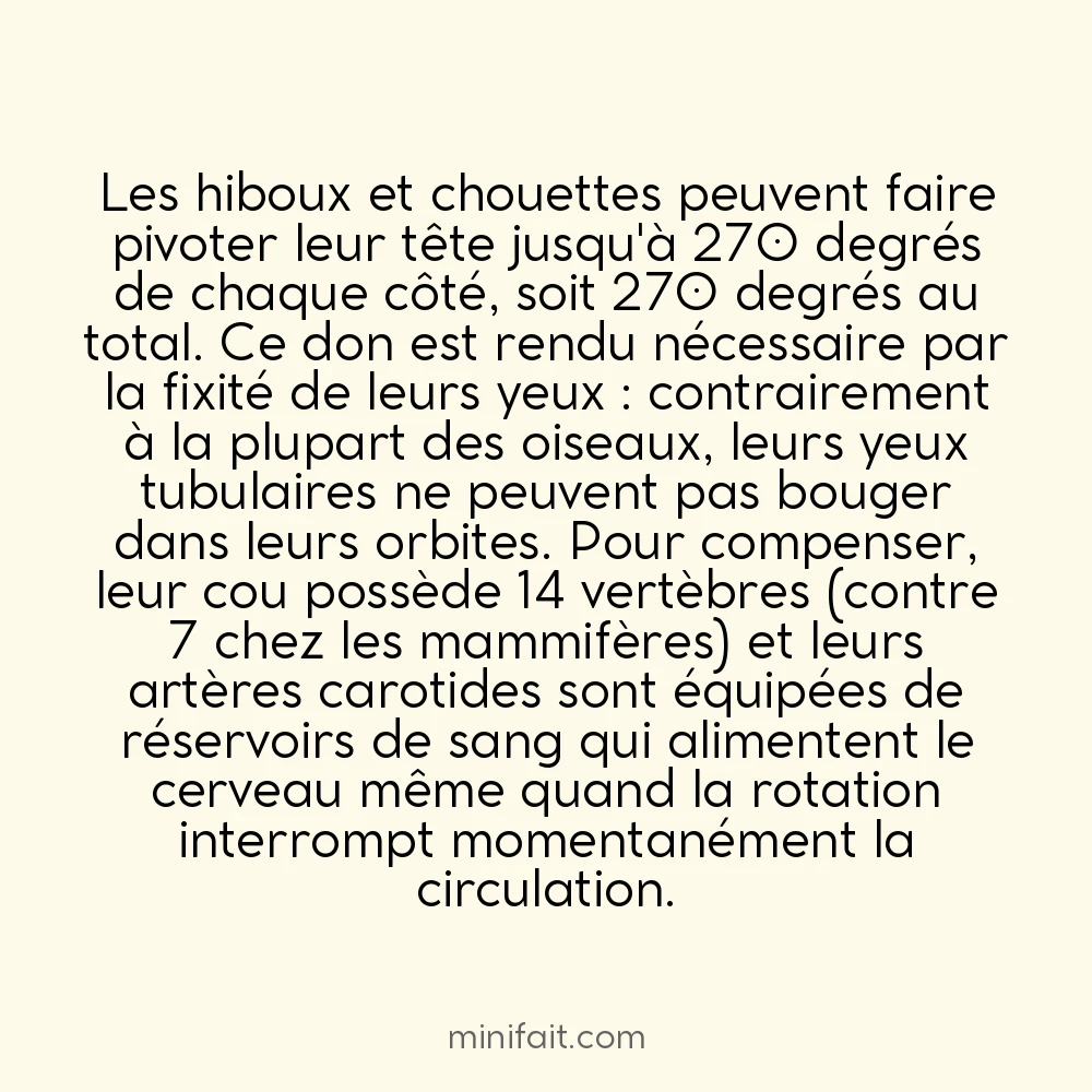 Les hiboux peuvent tourner leur tête à 270 degrés