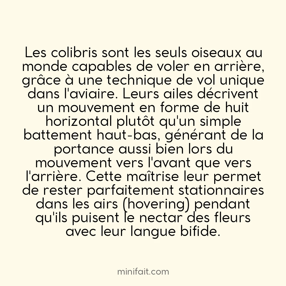 Les colibris peuvent voler en arrière