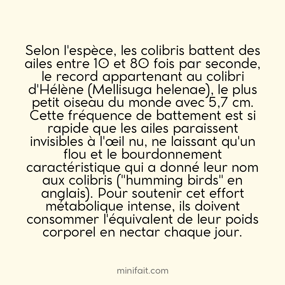 Les colibris battent des ailes 80 fois par seconde