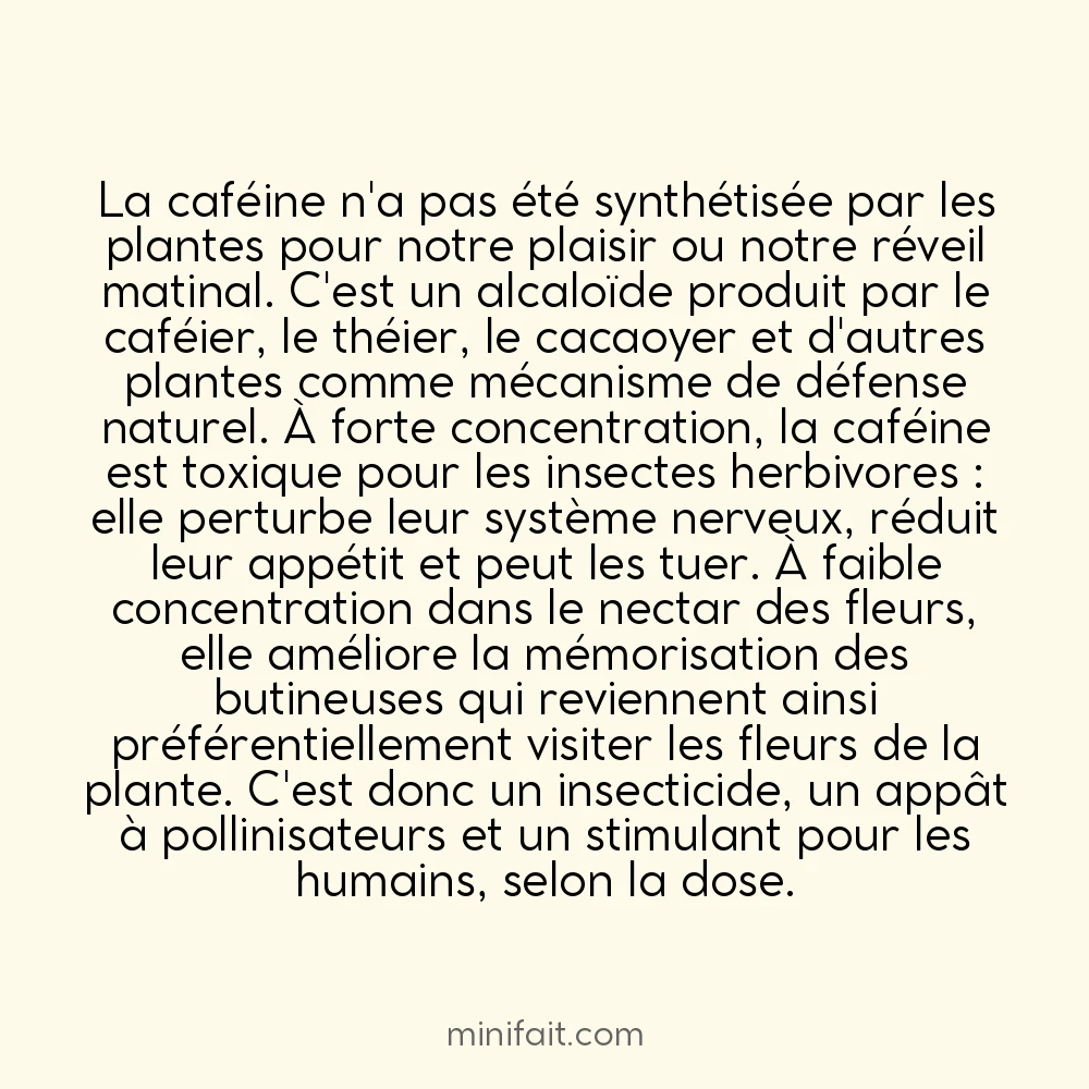 La caféine est naturellement un pesticide dans les plantes