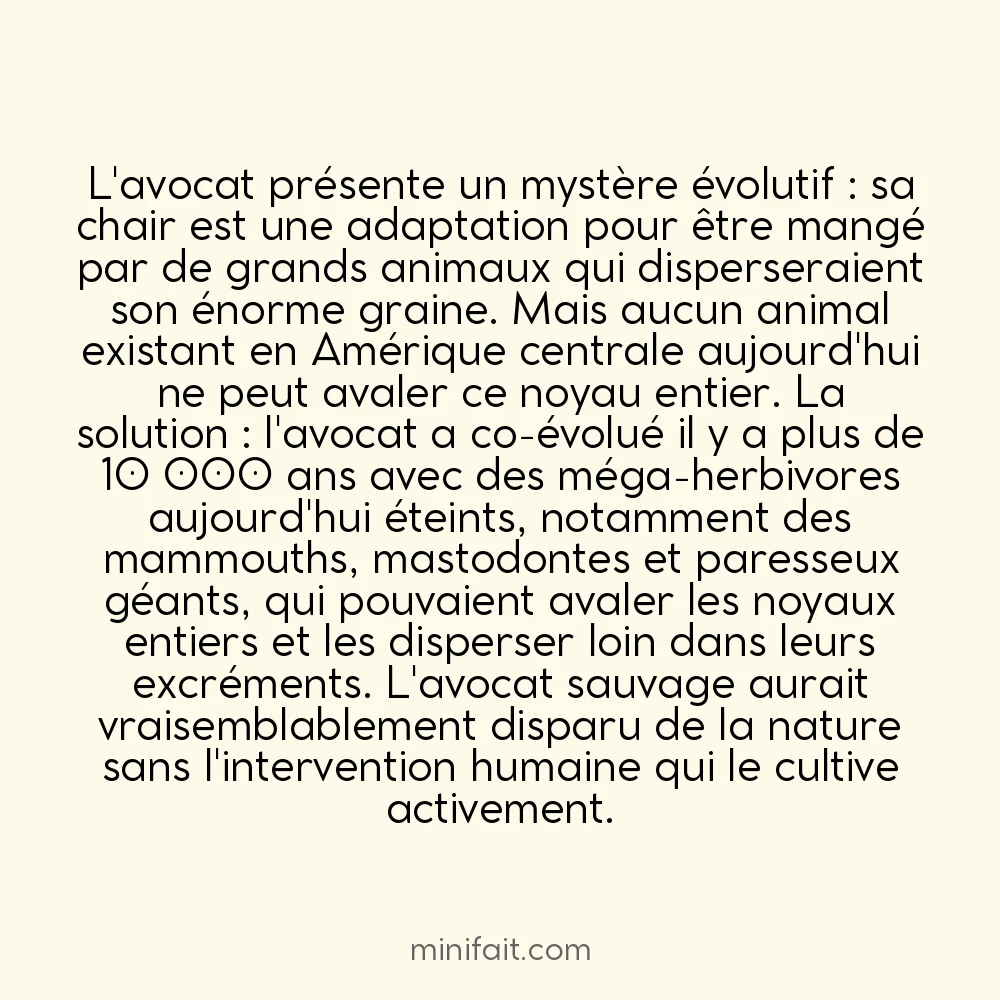 L&rsquo;avocat est un fruit qui a co-évolué avec des animaux aujourd&rsquo;hui disparus