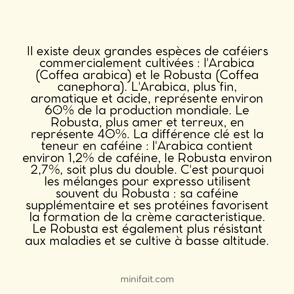 Le café robusta contient deux fois plus de caféine que l&rsquo;arabica