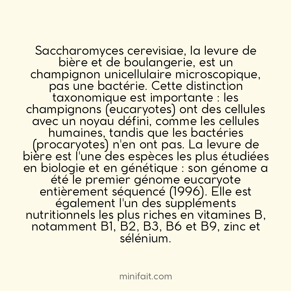La levure de bière est un champignon, pas une bactérie