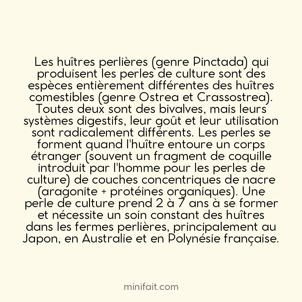 L&rsquo;huître Perle peut produire des perles mais est différente de l&rsquo;huître comestible