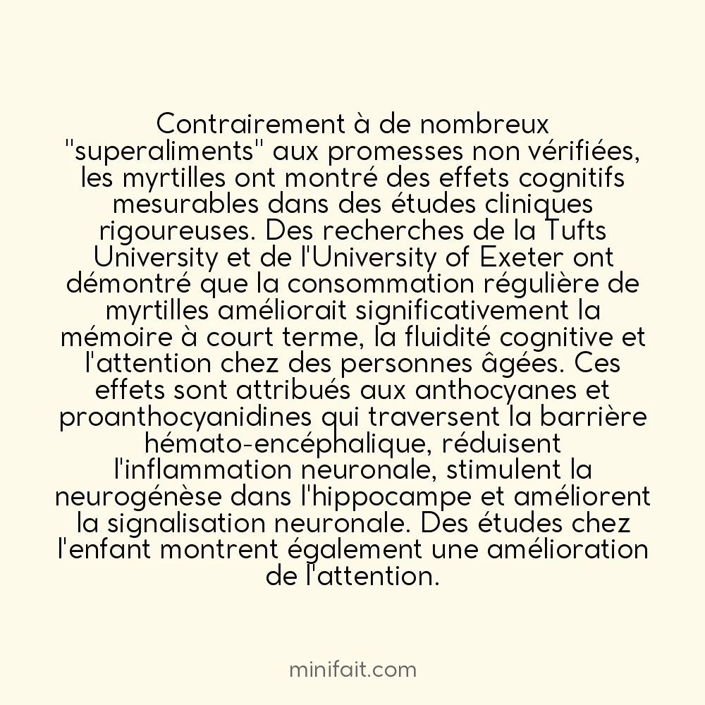 Les myrtilles améliorent réellement la mémoire et la cognition selon des études