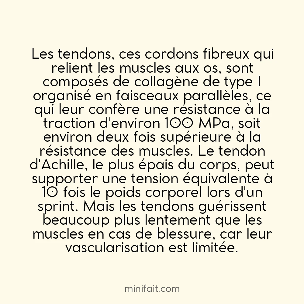 Les tendons sont 2 fois plus solides que les muscles qu&rsquo;ils relient