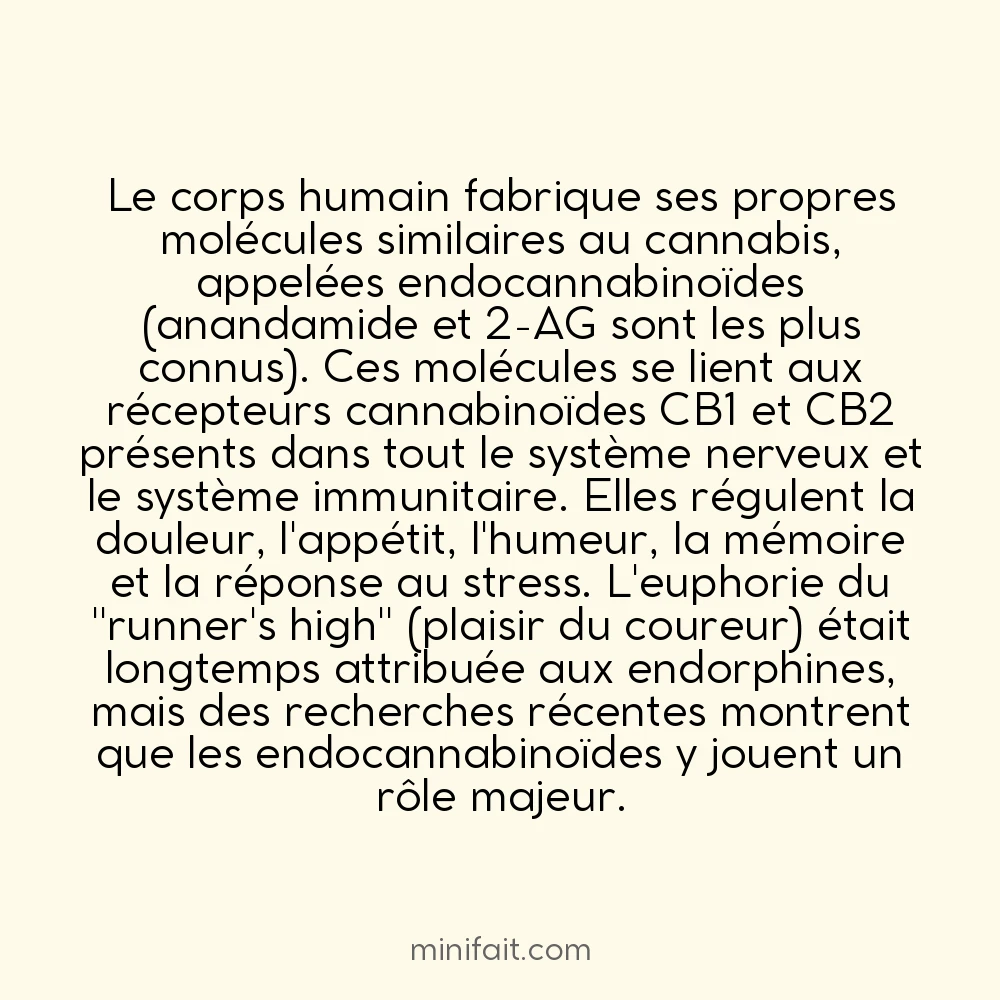 Le corps humain produit ses propres cannabinoïdes naturels