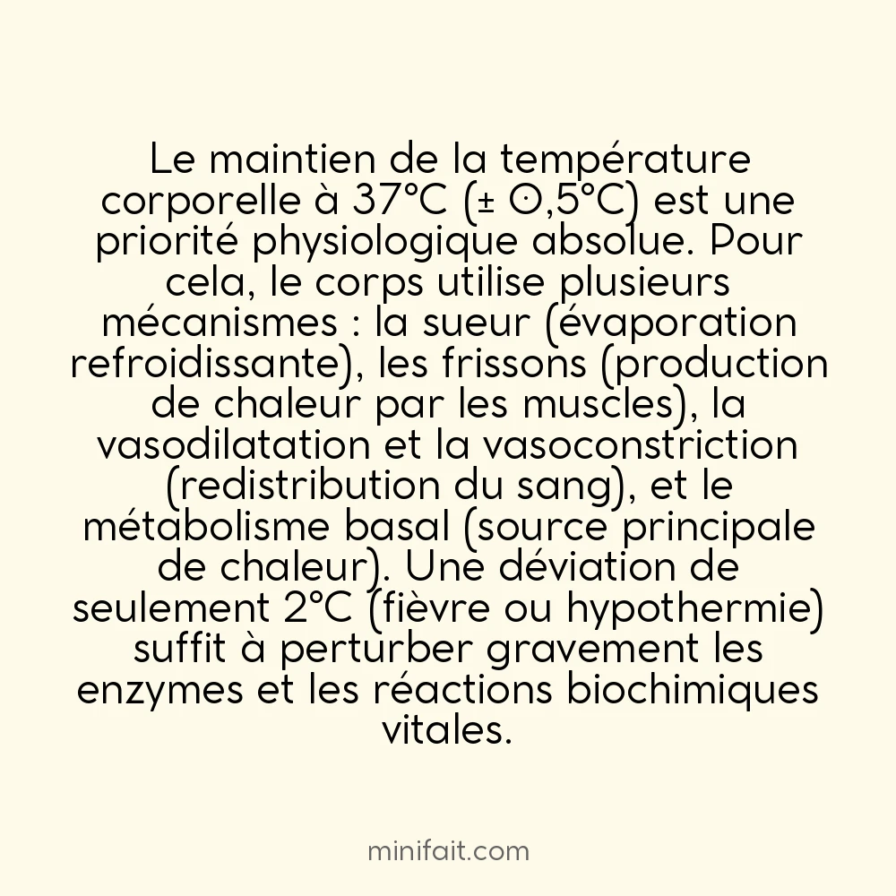 Le corps humain maintient une température constante de 37°C grâce à la thermorégulation