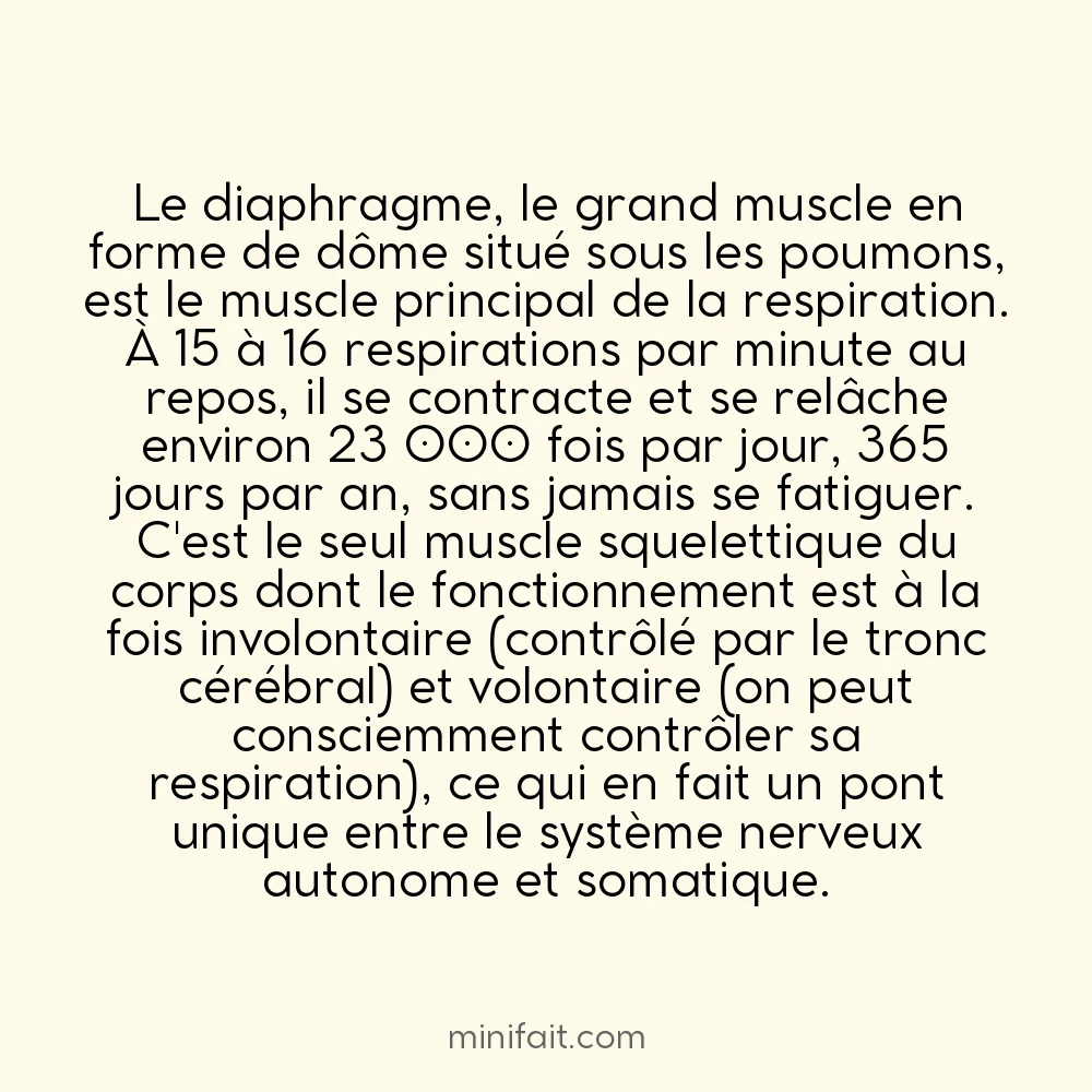 Les muscles du diaphragme se contractent 23 000 fois par jour