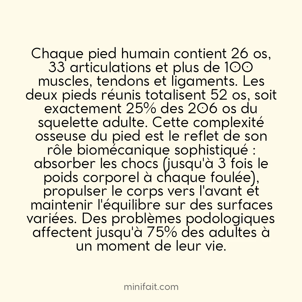 Les os du pied représentent 25% de tous les os du corps humain