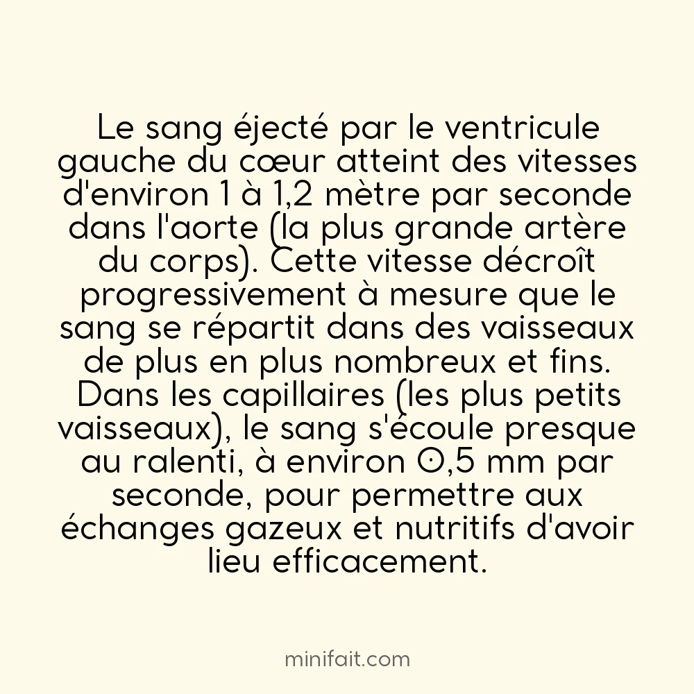 Le sang voyage à environ 1 à 1,2 mètre par seconde dans l&rsquo;aorte