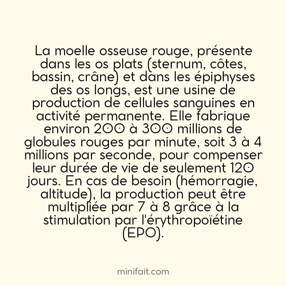 Les humains produisent environ 300 millions de globules rouges par minute