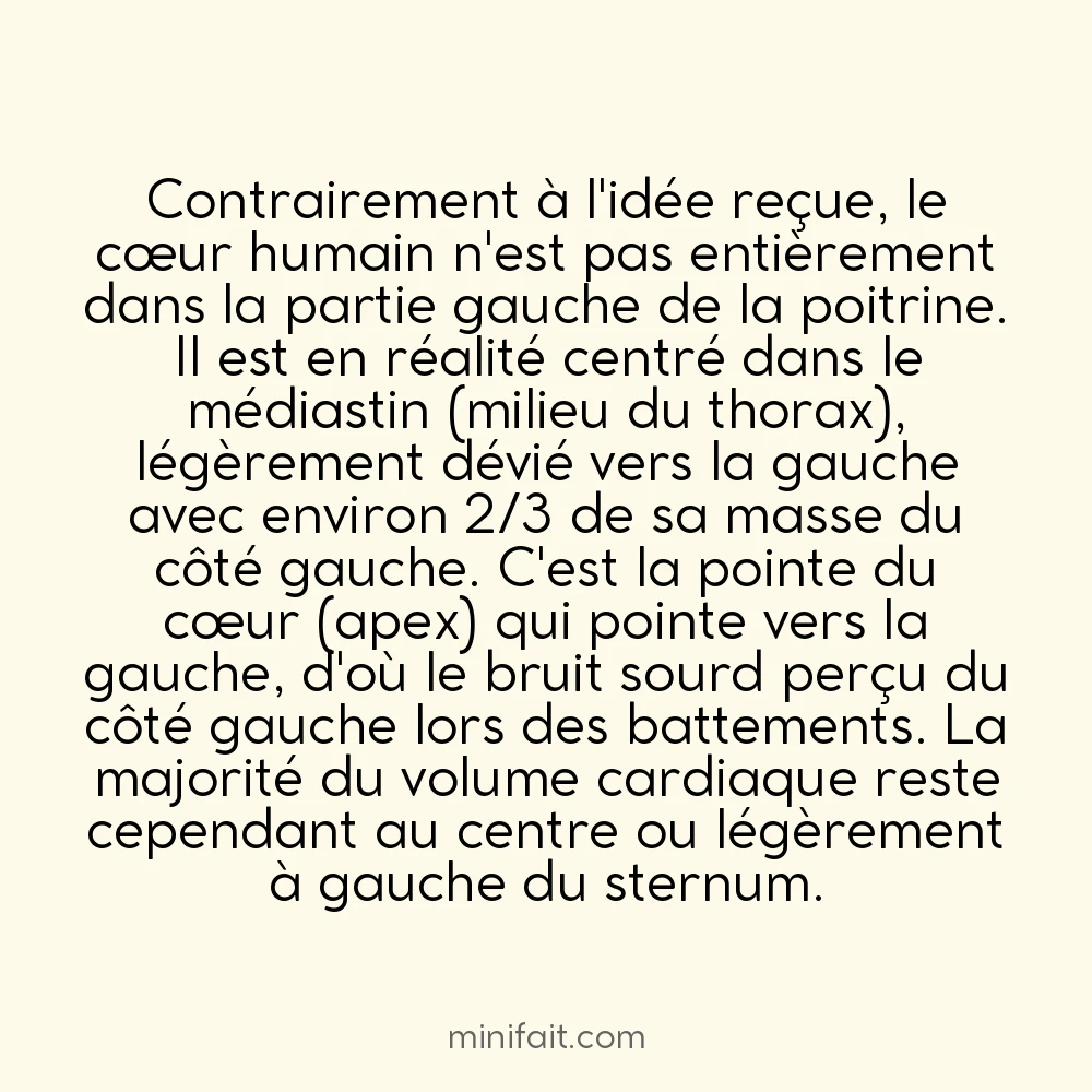 Le cœur humain est légèrement décalé vers la gauche mais pas entièrement