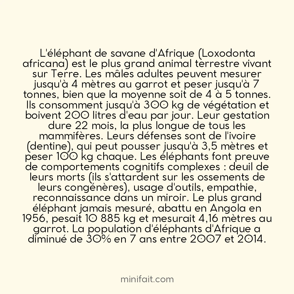 Le plus grand animal terrestre vivant est l&rsquo;éléphant de savane avec 7 tonnes
