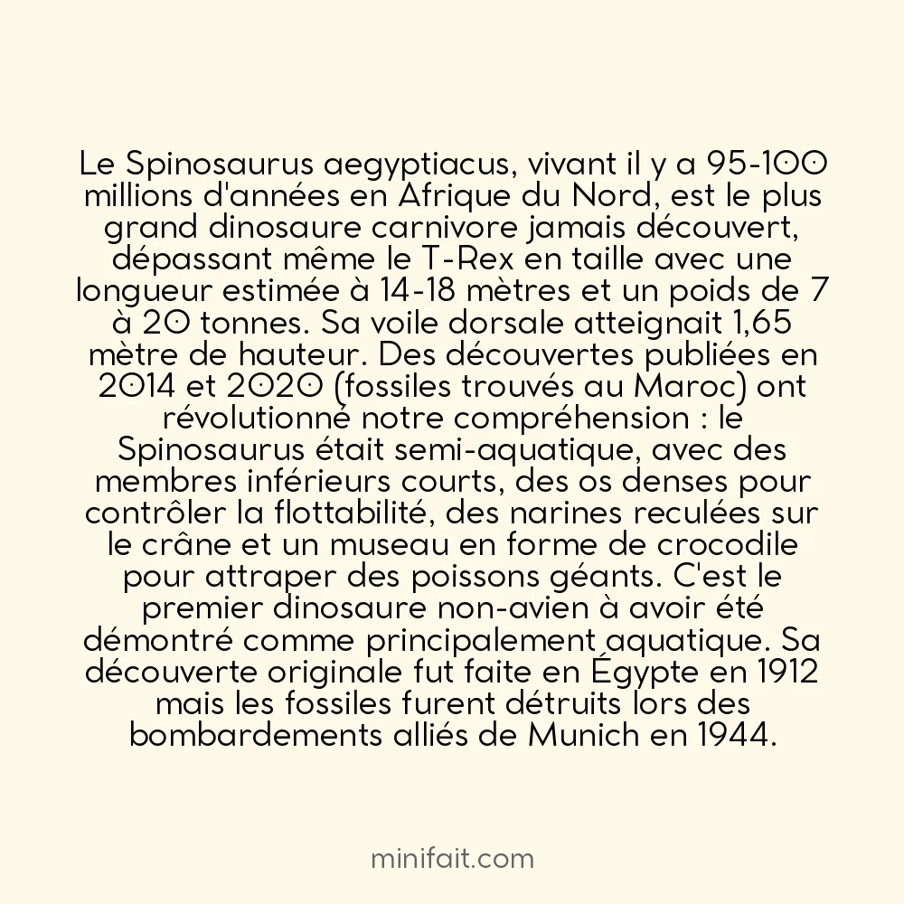 Le Spinosaurus était plus grand que le T-Rex et vivait en partie dans l&rsquo;eau