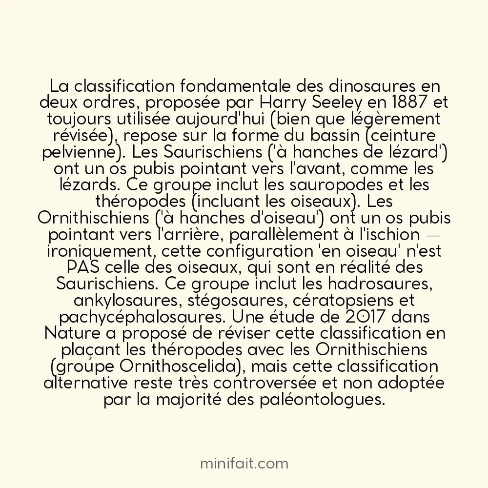 Les ceintures pelviennes des dinosaures permettent de les diviser en deux grands groupes