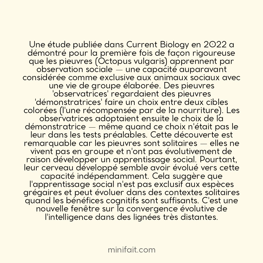 Les pieuvres sont capables d&rsquo;apprendre en regardant d&rsquo;autres pieuvres
