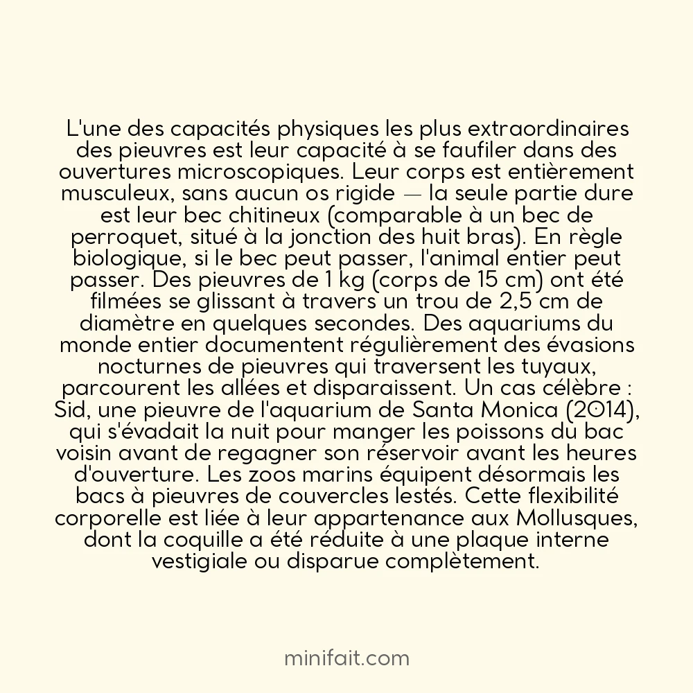 La pieuvre peut s&rsquo;échapper de n&rsquo;importe quel contenant dont l&rsquo;ouverture laisse passer son bec