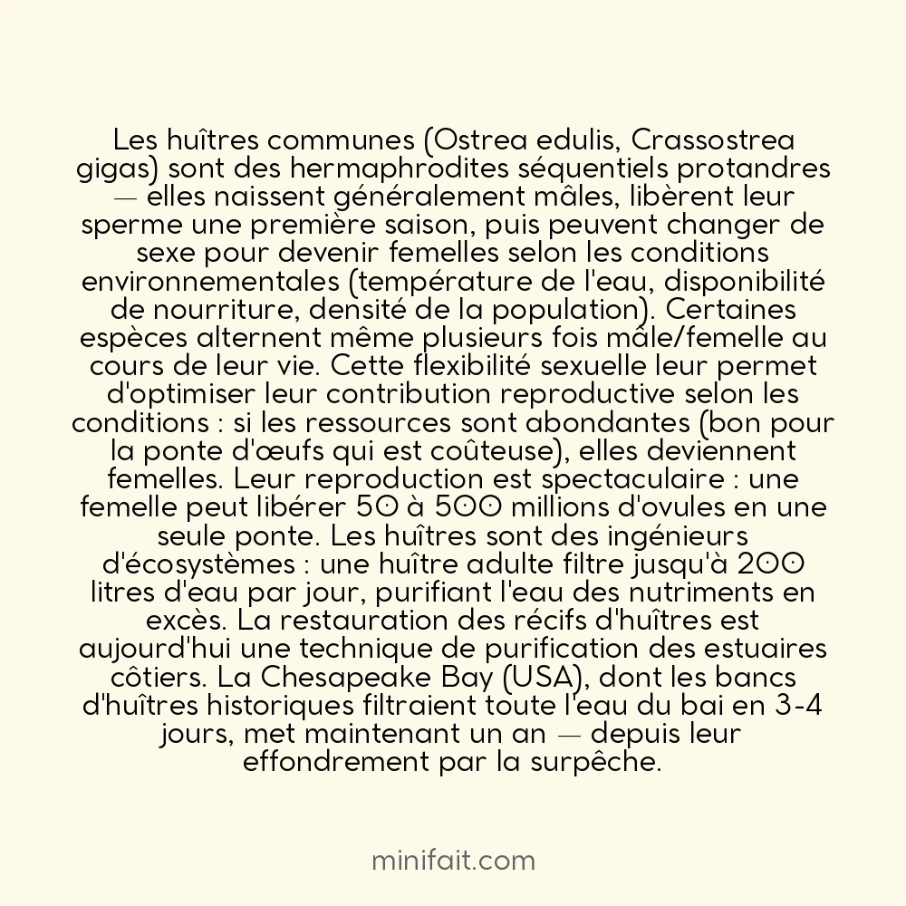 Les ostréiculteurs savent que les huîtres ont un sexe qui change selon l&rsquo;environnement