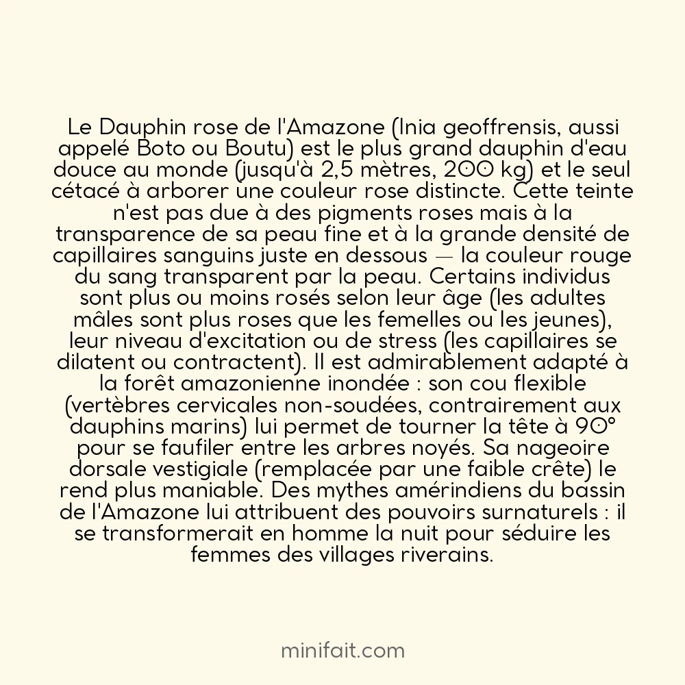 Le dauphin rose de l&rsquo;Amazone est rose à cause des capillaires sanguin sous sa peau