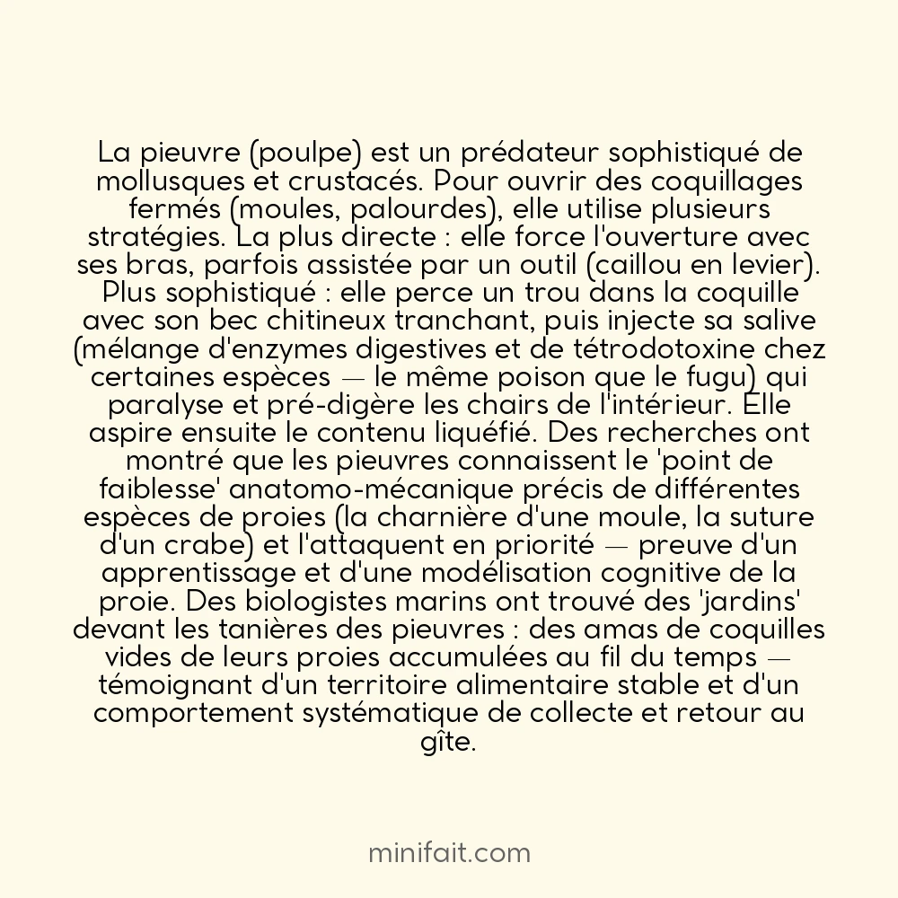 Le poulpe peut mordre et sa salive peut dissoudre les coquillages de l&rsquo;intérieur