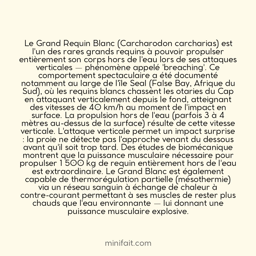 Le Grand Blanc peut sauter entièrement hors de l&rsquo;eau dans ses attaques vers la surface