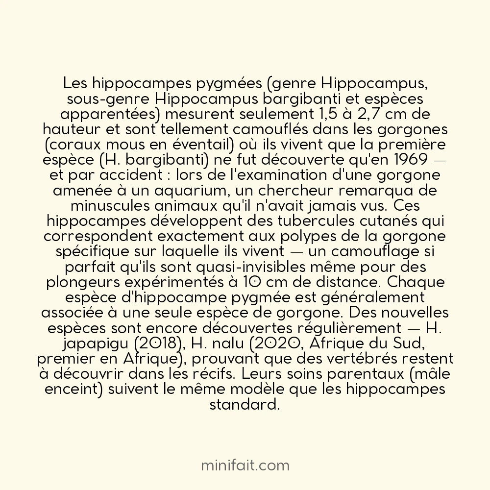 Les hippocampes pygmées font 2 cm et ne furent découverts que dans les années 1960
