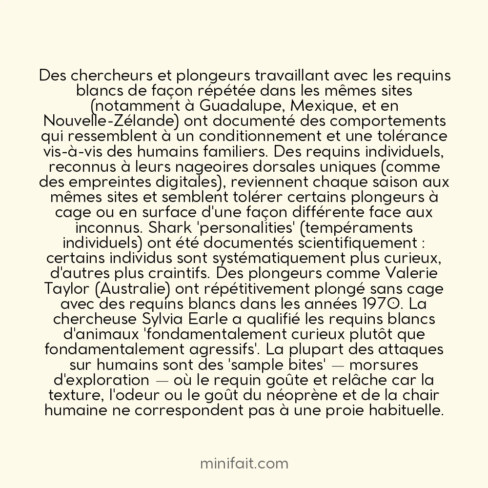 Les requins blancs peuvent être apprivoisés selon des expériences de plongeurs